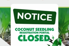 COCONUT-SEEDLING